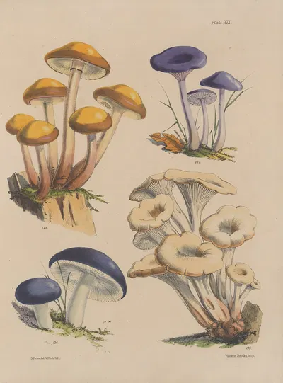 Illustrations of the fungi of our fields and woods Pl.19 by Sarah Price, 1864-1865 — digital art print download
