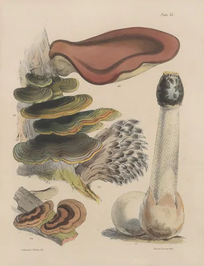 Illustrations of the fungi of our fields and woods Pl.20 by Sarah Price, 1864-1865 — digital art print download