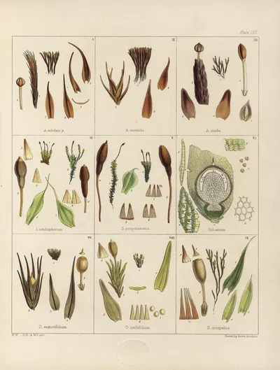 Cryptogamic botany of the Antarctic voyage of H.M. Discovery ships Erebus and Terror in the years 1839 Pl.01 by Walter Hood…