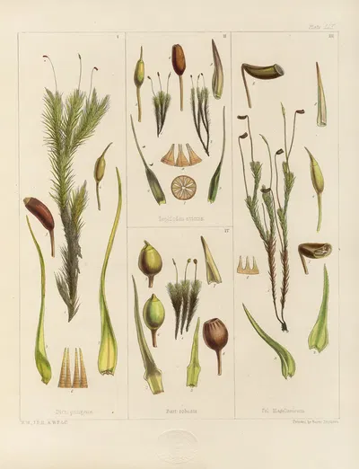 Cryptogamic botany of the Antarctic voyage of H.M. Discovery ships Erebus and Terror in the years 1839 Pl.03 by Walter Hood…
