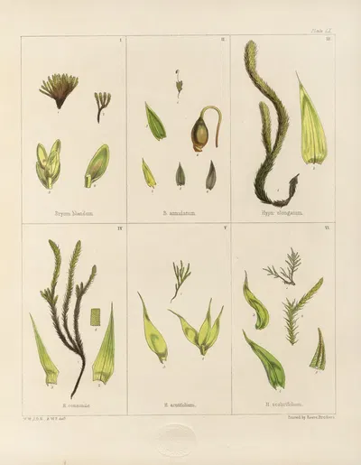 Cryptogamic botany of the Antarctic voyage of H.M. Discovery ships Erebus and Terror in the years 1839 Pl.04 by Walter Hood…