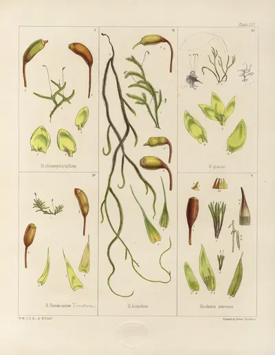 Cryptogamic botany of the Antarctic voyage of H.M. Discovery ships Erebus and Terror in the years 1839 Pl.05 by Walter Hood…