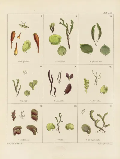 Cryptogamic botany of the Antarctic voyage of H.M. Discovery ships Erebus and Terror in the years 1839 Pl.06 by Walter Hood…