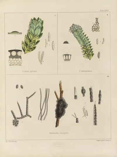 Cryptogamic botany of the Antarctic voyage of H.M. Discovery ships Erebus and Terror in the years 1839 Pl.11 by Walter Hood…