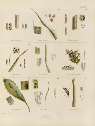 Cryptogamic botany of the Antarctic voyage of H.M. Discovery ships Erebus and Terror in the years 1839 Pl.12 by Walter Hood…