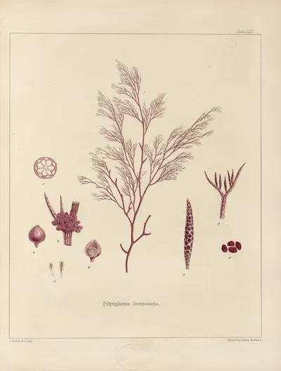 Cryptogamic botany of the Antarctic voyage of H.M. Discovery ships Erebus and Terror in the years 1839 Pl.14 by Walter Hood…