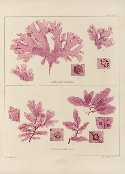 Cryptogamic botany of the Antarctic voyage of H.M. Discovery ships Erebus and Terror in the years 1839 Pl.15 by Walter Hood…