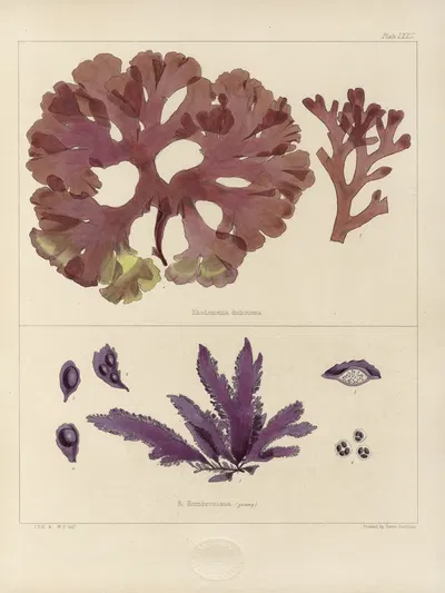 Cryptogamic botany of the Antarctic voyage of H.M. Discovery ships Erebus and Terror in the years 1839 Pl.16 by Walter Hood…