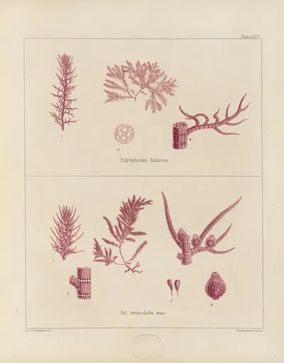 Cryptogamic botany of the Antarctic voyage of H.M. Discovery ships Erebus and Terror in the years 1839 Pl.19 by Walter Hood…