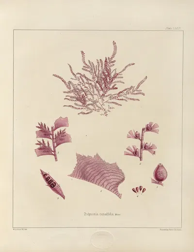 Cryptogamic botany of the Antarctic voyage of H.M. Discovery ships Erebus and Terror in the years 1839 Pl.20 by Walter Hood…