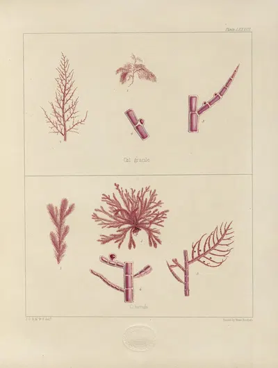Cryptogamic botany of the Antarctic voyage of H.M. Discovery ships Erebus and Terror in the years 1839 Pl.22 by Walter Hood…