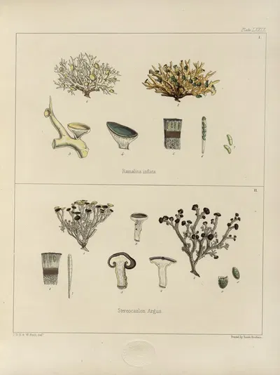 Cryptogamic botany of the Antarctic voyage of H.M. Discovery ships Erebus and Terror in the years 1839 Pl.23 by Walter Hood…