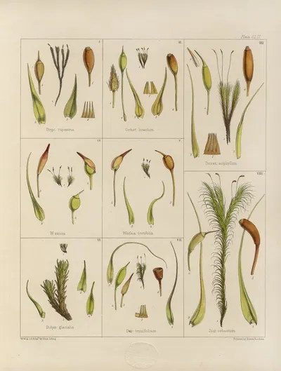 Cryptogamic botany of the Antarctic voyage of H.M. Discovery ships Erebus and Terror in the years 1839 Pl.26 by Walter Hood…