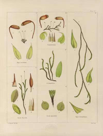 Cryptogamic botany of the Antarctic voyage of H.M. Discovery ships Erebus and Terror in the years 1839 Pl.29 by Walter Hood…