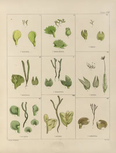 Cryptogamic botany of the Antarctic voyage of H.M. Discovery ships Erebus and Terror in the years 1839 Pl.31 by Walter Hood…