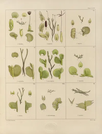 Cryptogamic botany of the Antarctic voyage of H.M. Discovery ships Erebus and Terror in the years 1839 Pl.32 by Walter Hood…