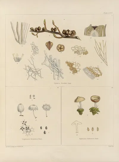 Cryptogamic botany of the Antarctic voyage of H.M. Discovery ships Erebus and Terror in the years 1839 Pl.36 by Walter Hood…