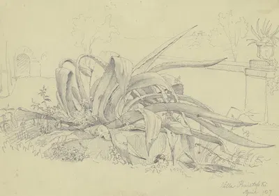 Pflanzenstudie (Agave) aus der Villa Poniatofski by Карл Морганштерн, 1837 — digital art print download