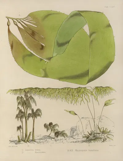 Cryptogamic botany of the Antarctic voyage of H.M. Discovery ships Erebus and Terror in the years 1839 Pl.42 by Walter Hood…