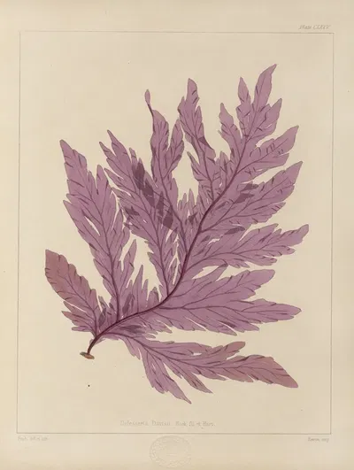 Cryptogamic botany of the Antarctic voyage of H.M. Discovery ships Erebus and Terror in the years 1839 Pl.45 by Walter Hood…