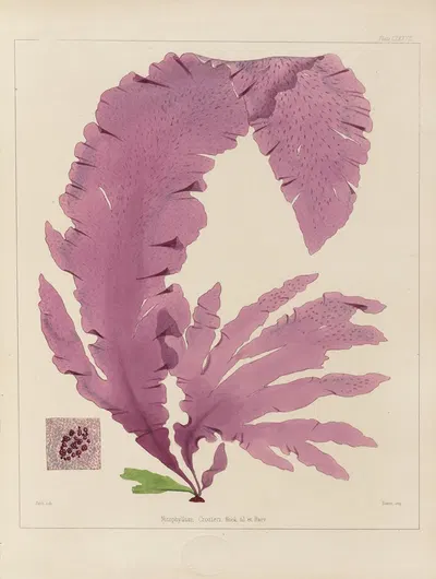 Cryptogamic botany of the Antarctic voyage of H.M. Discovery ships Erebus and Terror in the years 1839 Pl.47 by Walter Hood…