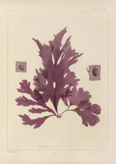Cryptogamic botany of the Antarctic voyage of H.M. Discovery ships Erebus and Terror in the years 1839 Pl.48 by Walter Hood…