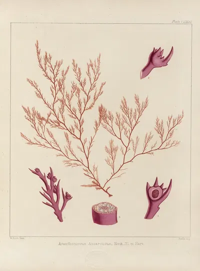 Cryptogamic botany of the Antarctic voyage of H.M. Discovery ships Erebus and Terror in the years 1839 Pl.51 by Walter Hood…