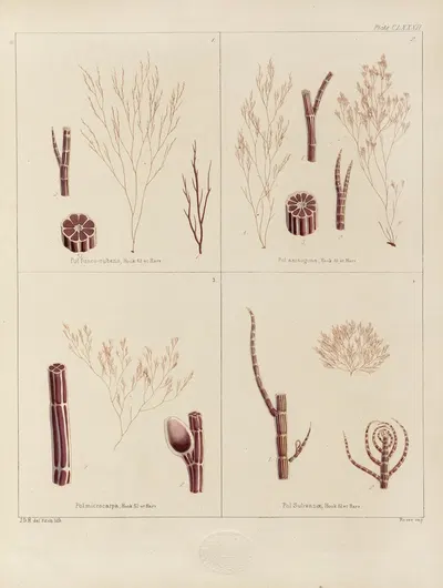 Cryptogamic botany of the Antarctic voyage of H.M. Discovery ships Erebus and Terror in the years 1839 Pl.52 by Walter Hood…