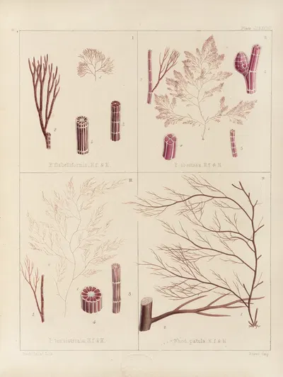Cryptogamic botany of the Antarctic voyage of H.M. Discovery ships Erebus and Terror in the years 1839 Pl.53 by Walter Hood…