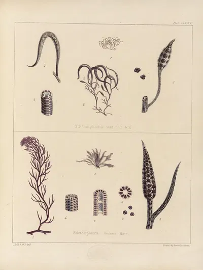 Cryptogamic botany of the Antarctic voyage of H.M. Discovery ships Erebus and Terror in the years 1839 Pl.56 by Walter Hood…