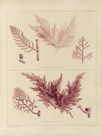 Cryptogamic botany of the Antarctic voyage of H.M. Discovery ships Erebus and Terror in the years 1839 Pl.58 by Walter Hood…