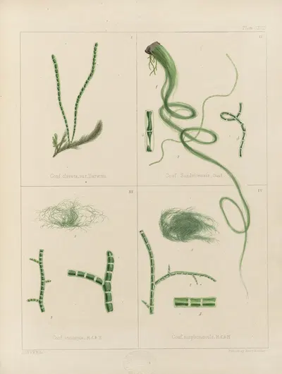 Cryptogamic botany of the Antarctic voyage of H.M. Discovery ships Erebus and Terror in the years 1839 Pl.62 by Walter Hood…