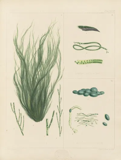 Cryptogamic botany of the Antarctic voyage of H.M. Discovery ships Erebus and Terror in the years 1839 Pl.63 by Walter Hood…
