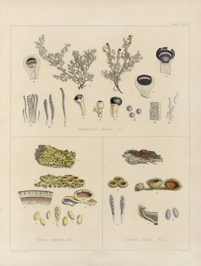 Cryptogamic botany of the Antarctic voyage of H.M. Discovery ships Erebus and Terror in the years 1839 Pl.67 by Walter Hood…