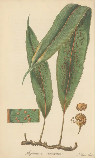 Aspidium nodosum by William Jackson Hooker, 1823 — digital art print download