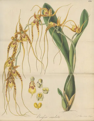 Brassia caudata by William Jackson Hooker, 1823 — digital art print download