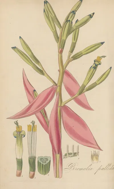 Bromelia pallida. by William Jackson Hooker, 1823 — digital art print download