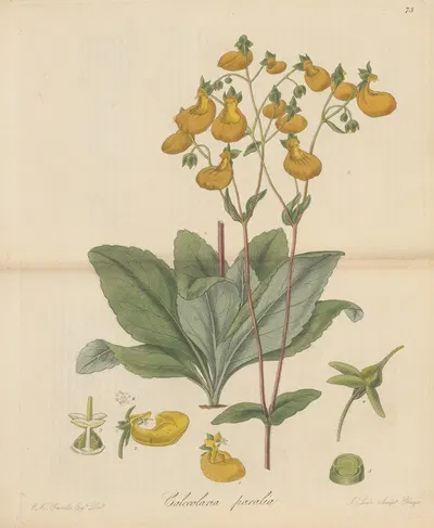 Calceolaria paralia by William Jackson Hooker, 1823 — digital art print download