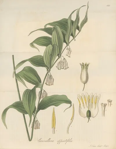 Canvallaria oppositifolia by William Jackson Hooker, 1823 — digital art print download