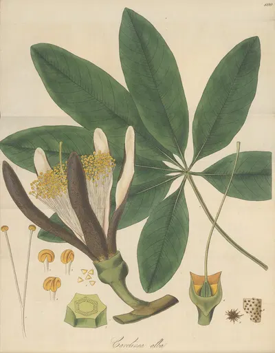 Carolinea alba by William Jackson Hooker, 1823 — digital art print download