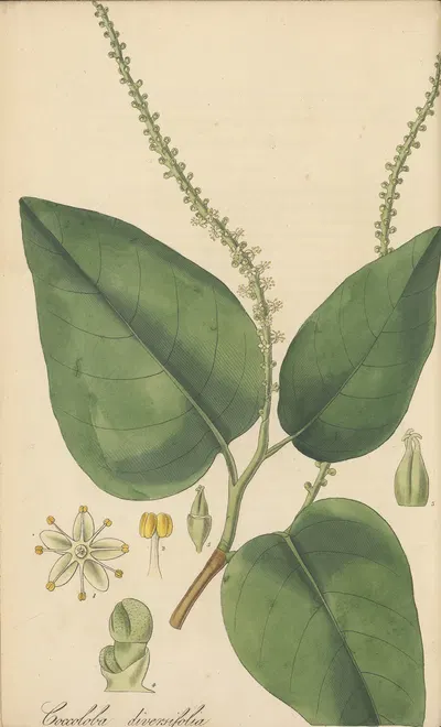 Coccoloba diversifolia by William Jackson Hooker, 1823 — digital art print download