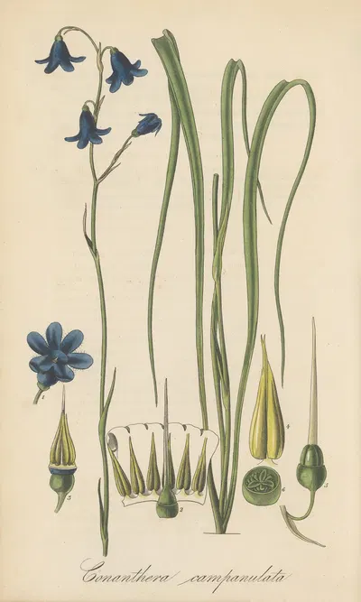 Conanthera campanulata by William Jackson Hooker, 1823 — digital art print download