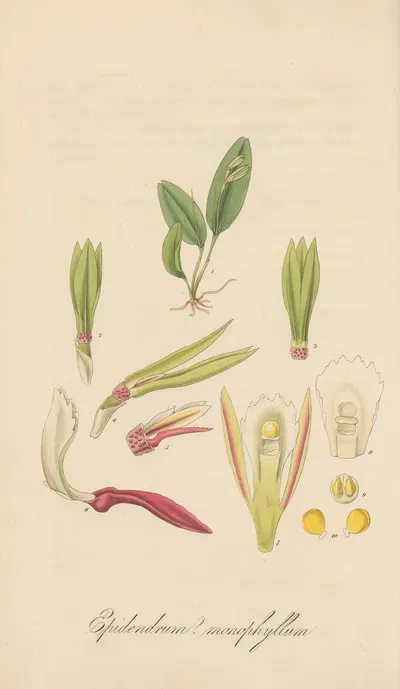 Epidendrum monophyllum by William Jackson Hooker, 1823 — digital art print download