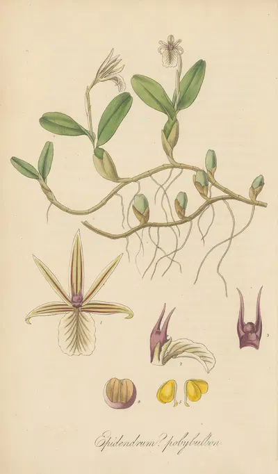 Epidendrum polybulbon by William Jackson Hooker, 1823 — digital art print download
