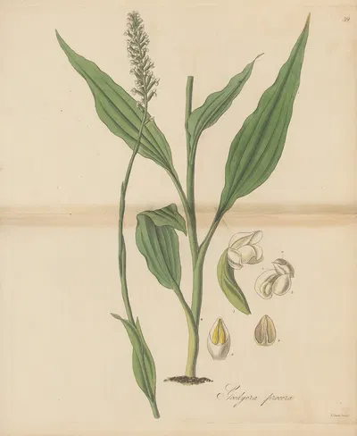Goodyera procera by William Jackson Hooker, 1823 — digital art print download