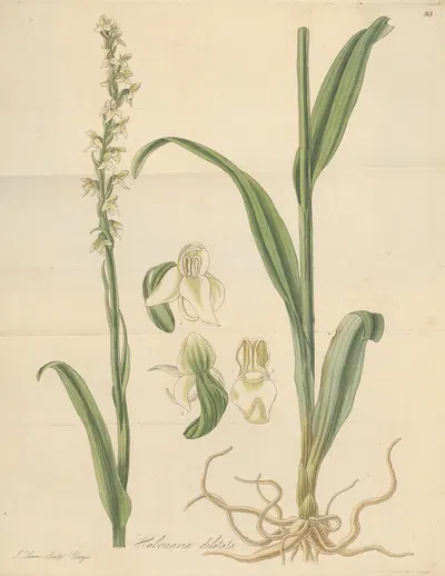 Habenaria dilatata by William Jackson Hooker, 1823 — digital art print download