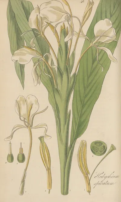 Hedychium spicatum by William Jackson Hooker, 1823 — digital art print download