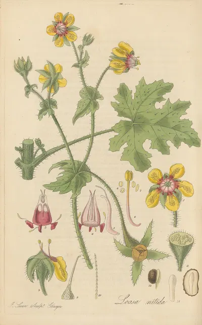 Loasa nitida by William Jackson Hooker, 1823 — digital art print download