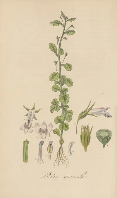 Lobelia micrantha by William Jackson Hooker, 1823 — digital art print download