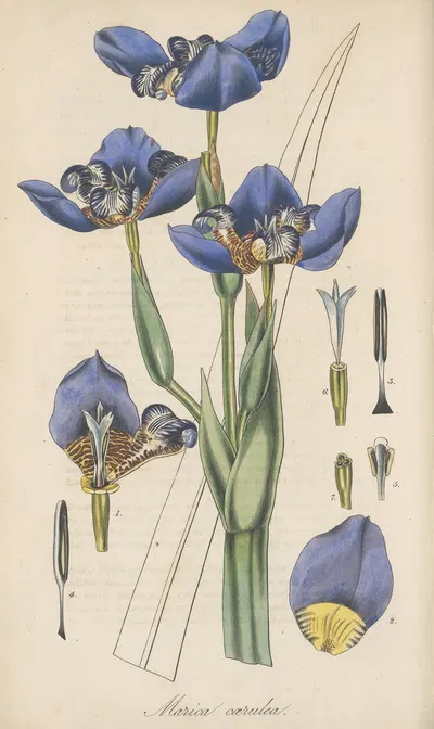 Marica coerulea by William Jackson Hooker, 1823 — digital art print download